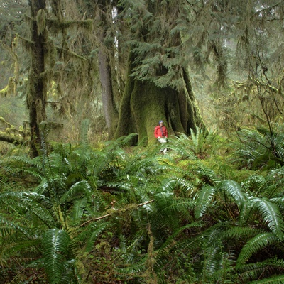 Wandering the Rain Forest